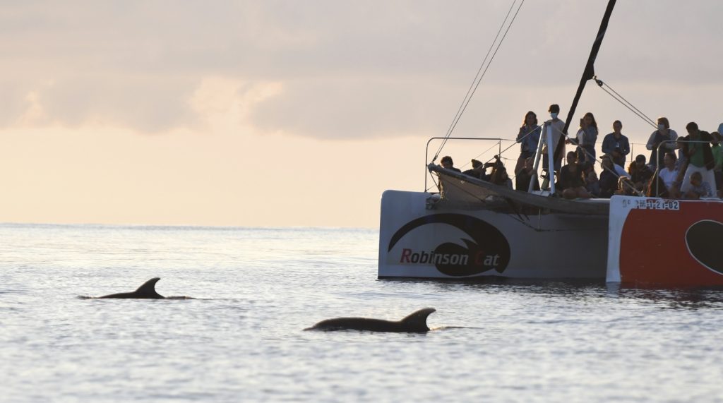 avistamiento de delfines en la bahía de pollensa