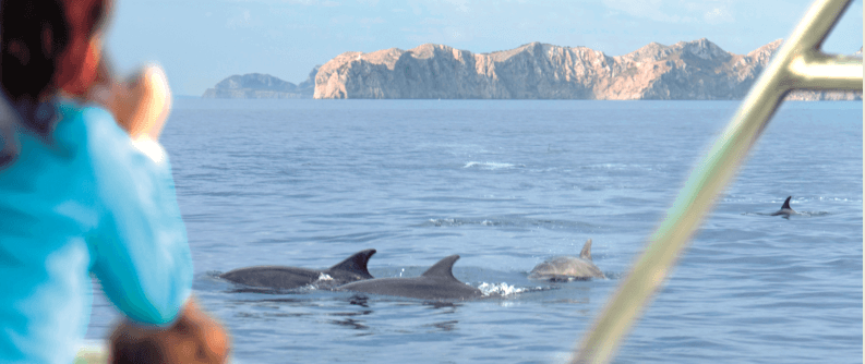 excursiones avistamiento delfines mallorca