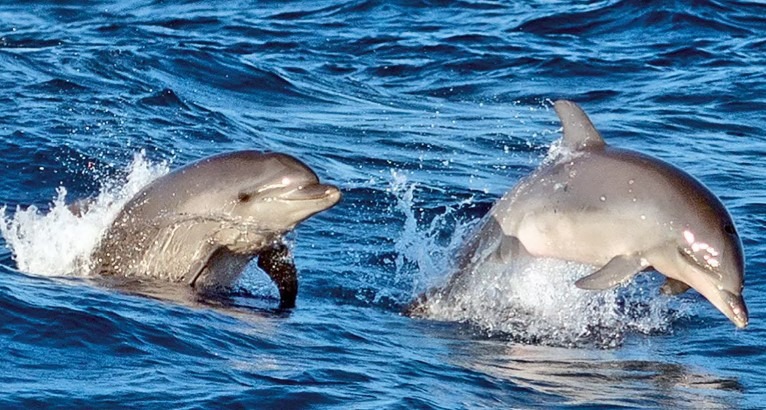 avistamiento de delfines en Mallorca