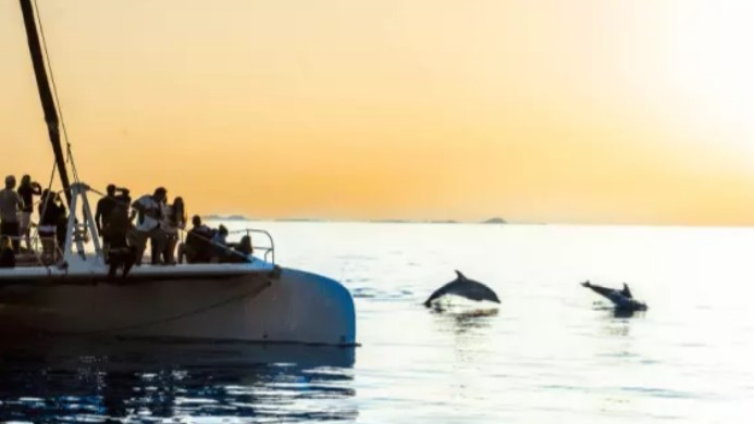 delfines desde catamaran