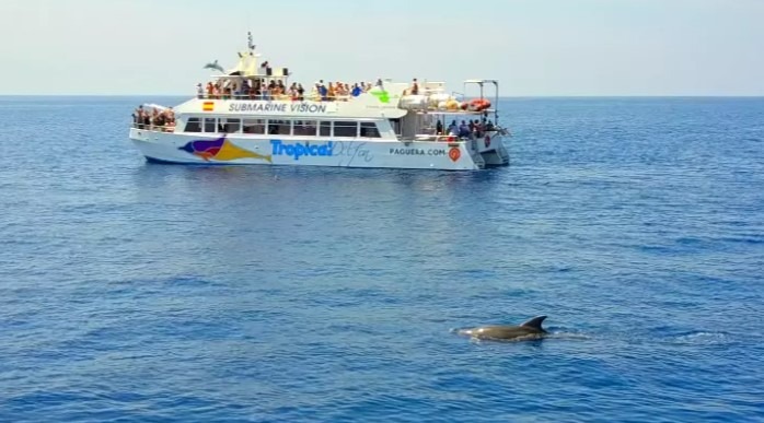avistamiento de delfines en Santa Ponsa